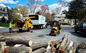 Best Tree Removal Services  in Pandora, OH